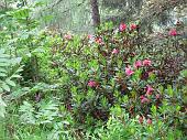 07 Rododendri